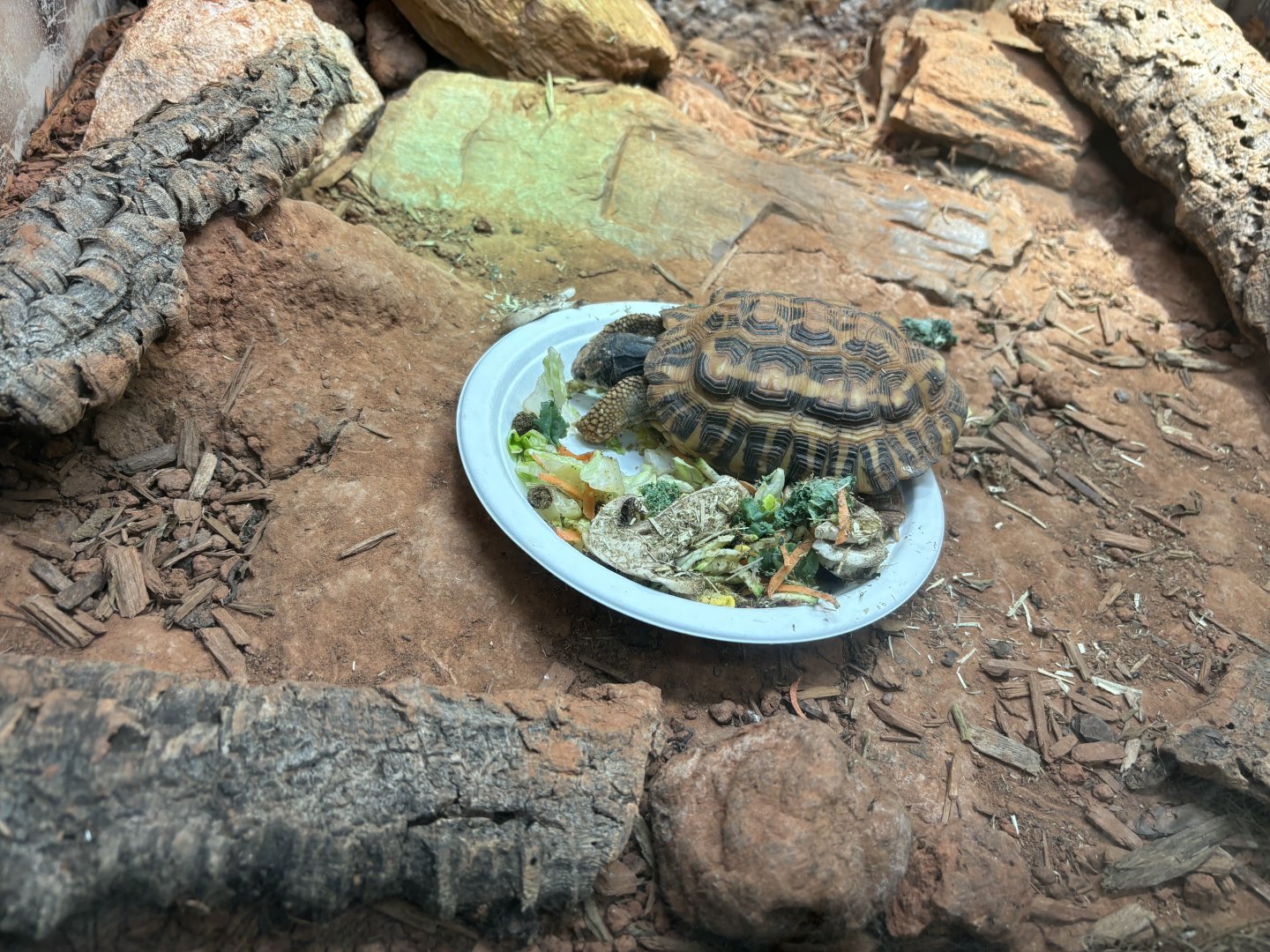 Flat Tailed Tortoise