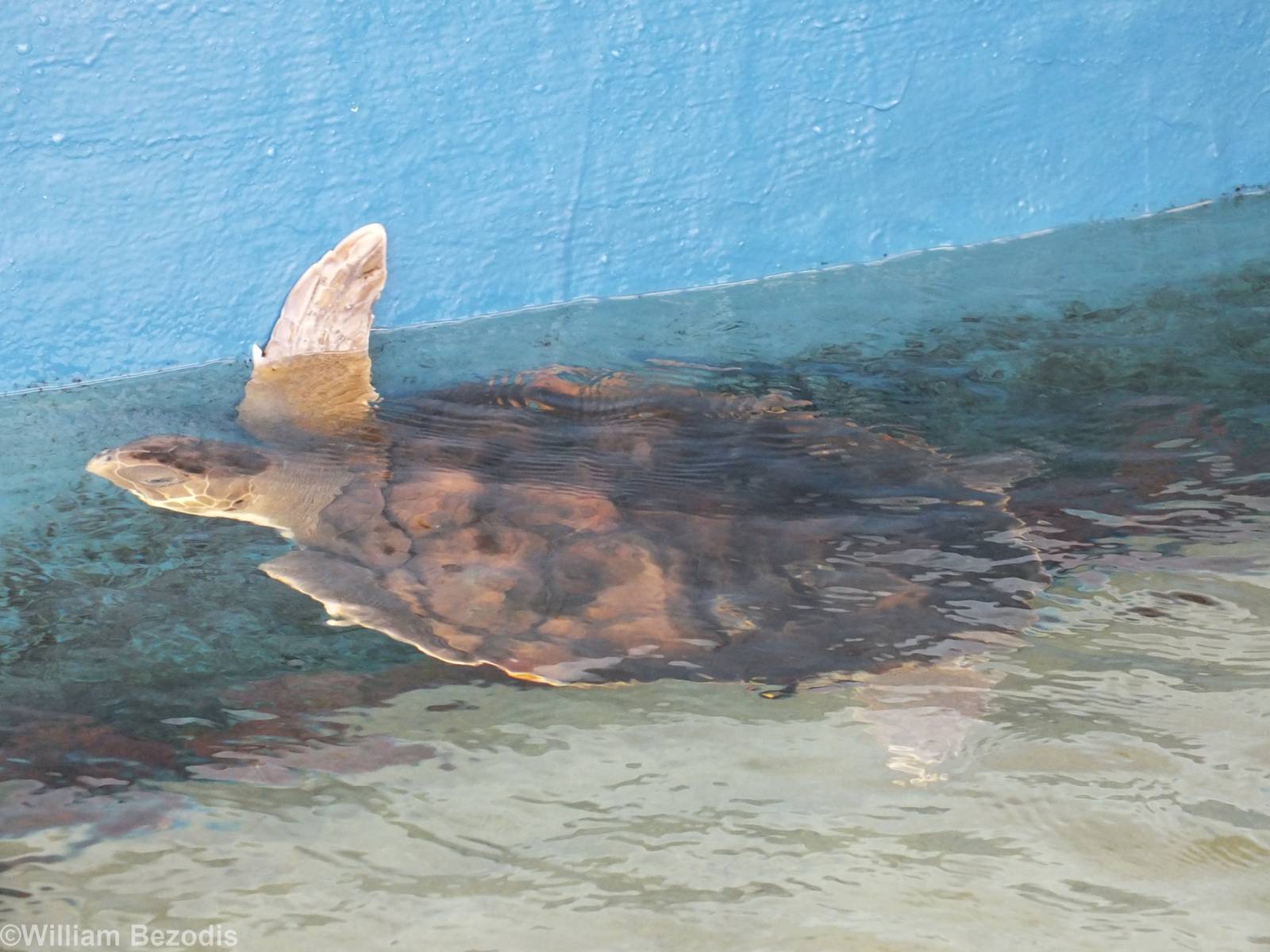 Flatback Sea Turtle