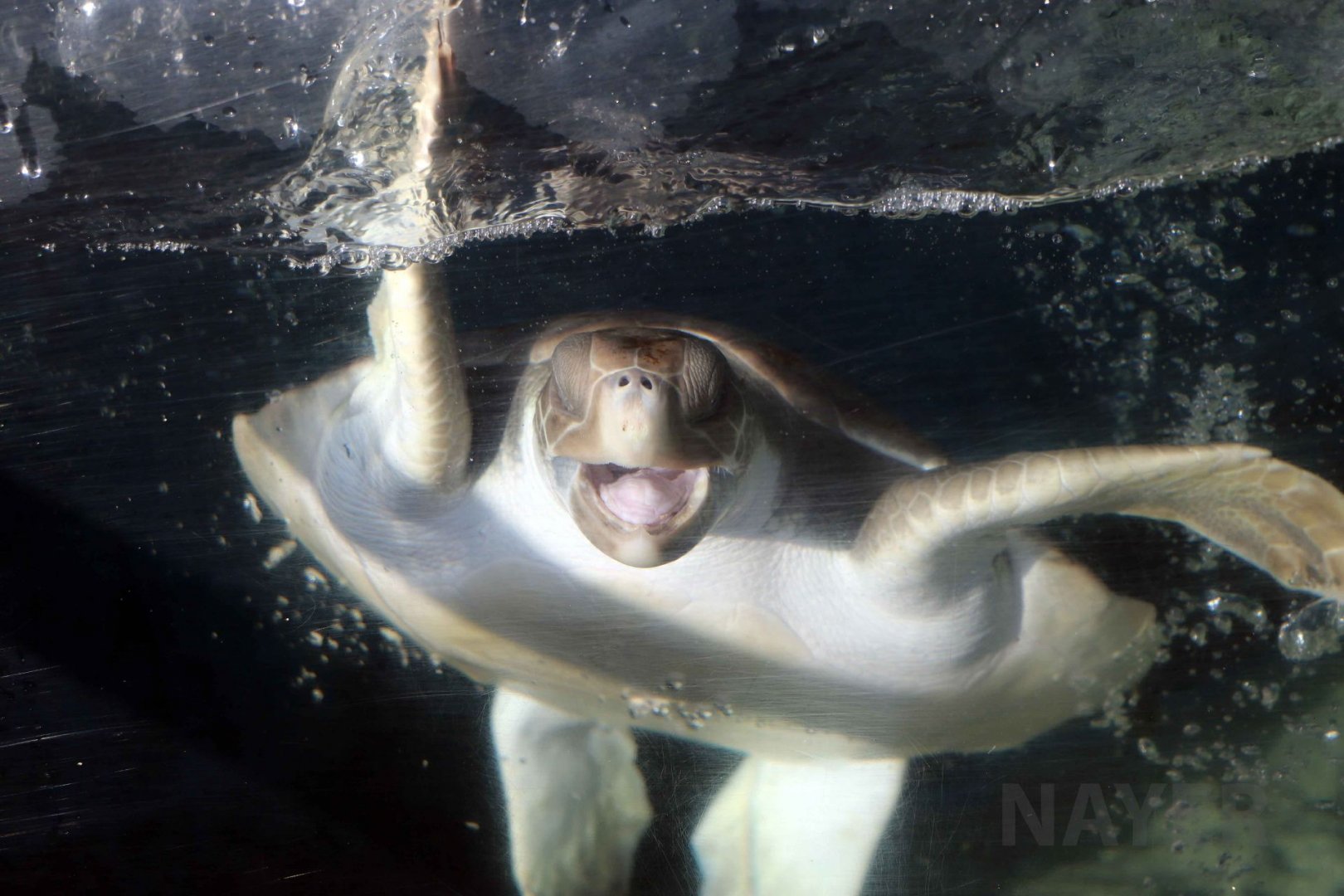Flatback turtle, June 2016