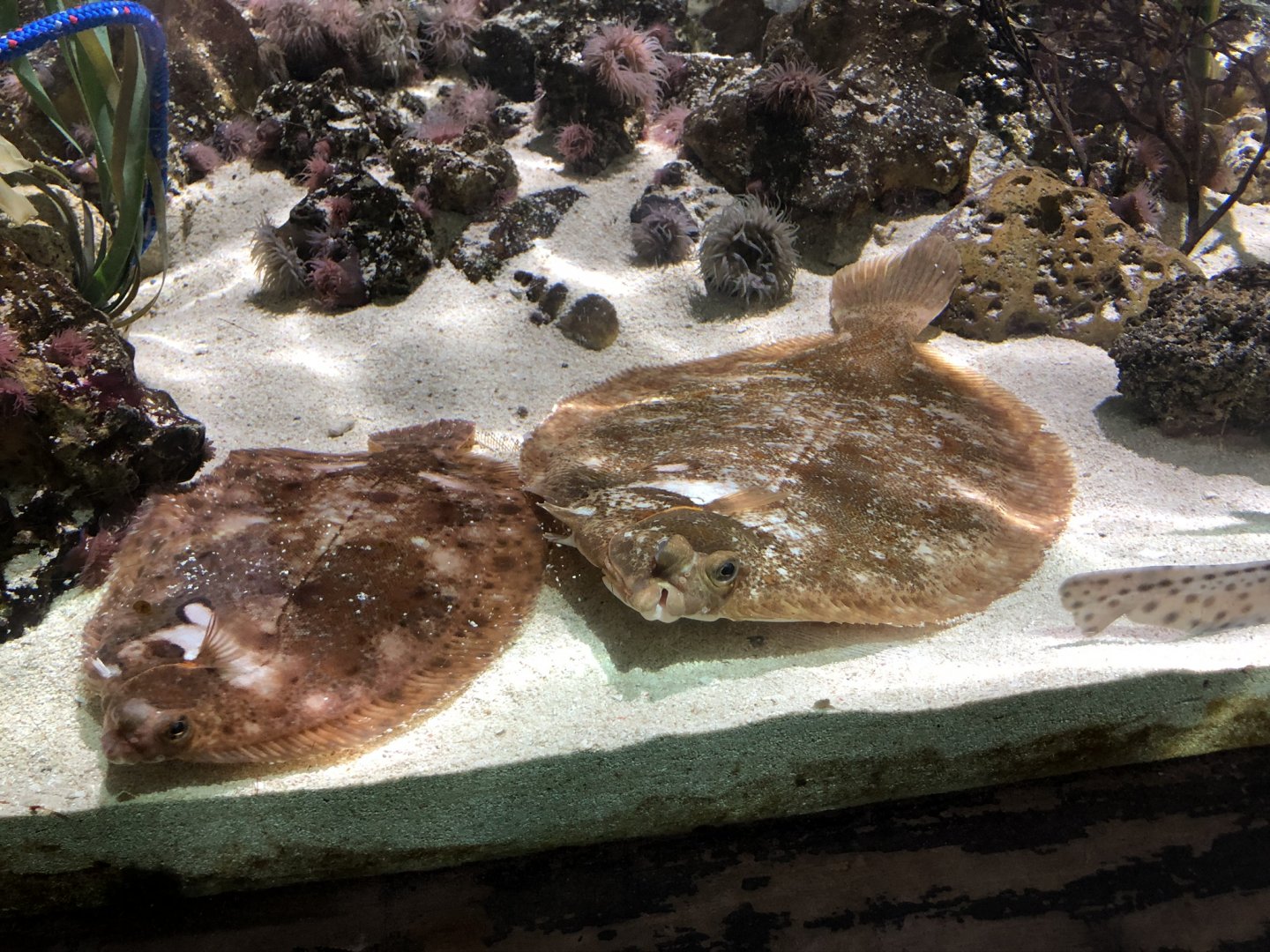 Flatfish at Tynemouth Aquarium (2019)