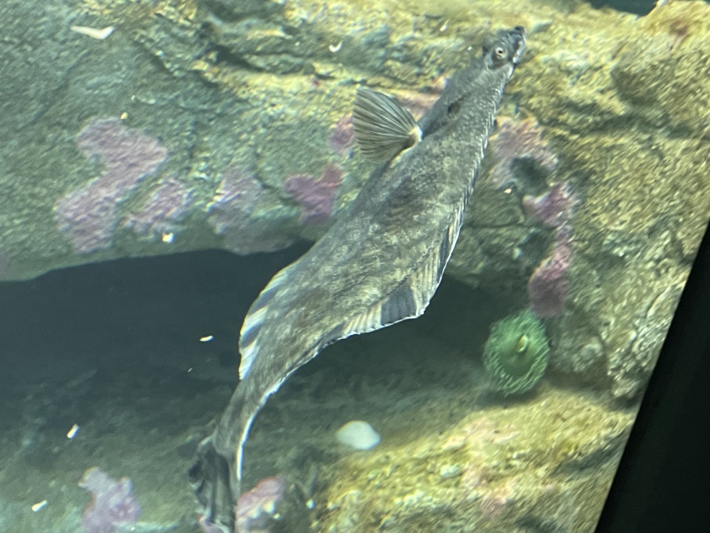 Flatfish ID? - Kansas City Zoo