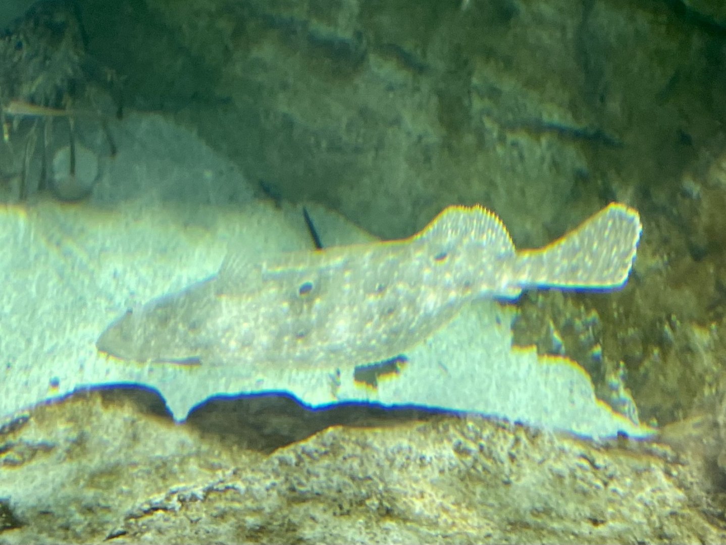 Flatfish ID? - Kansas City Zoo