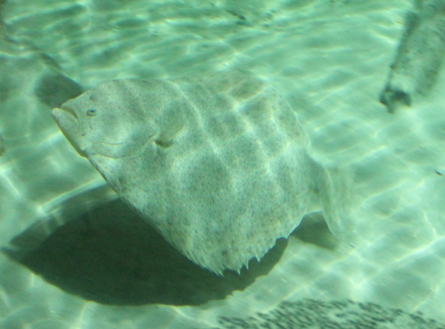 Flatfish ID