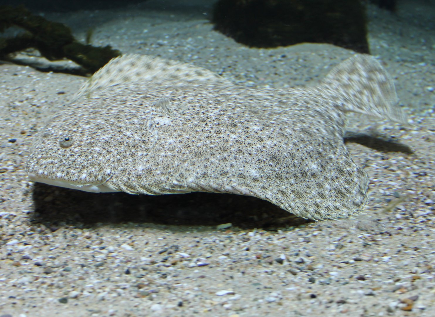 Flatfish ID