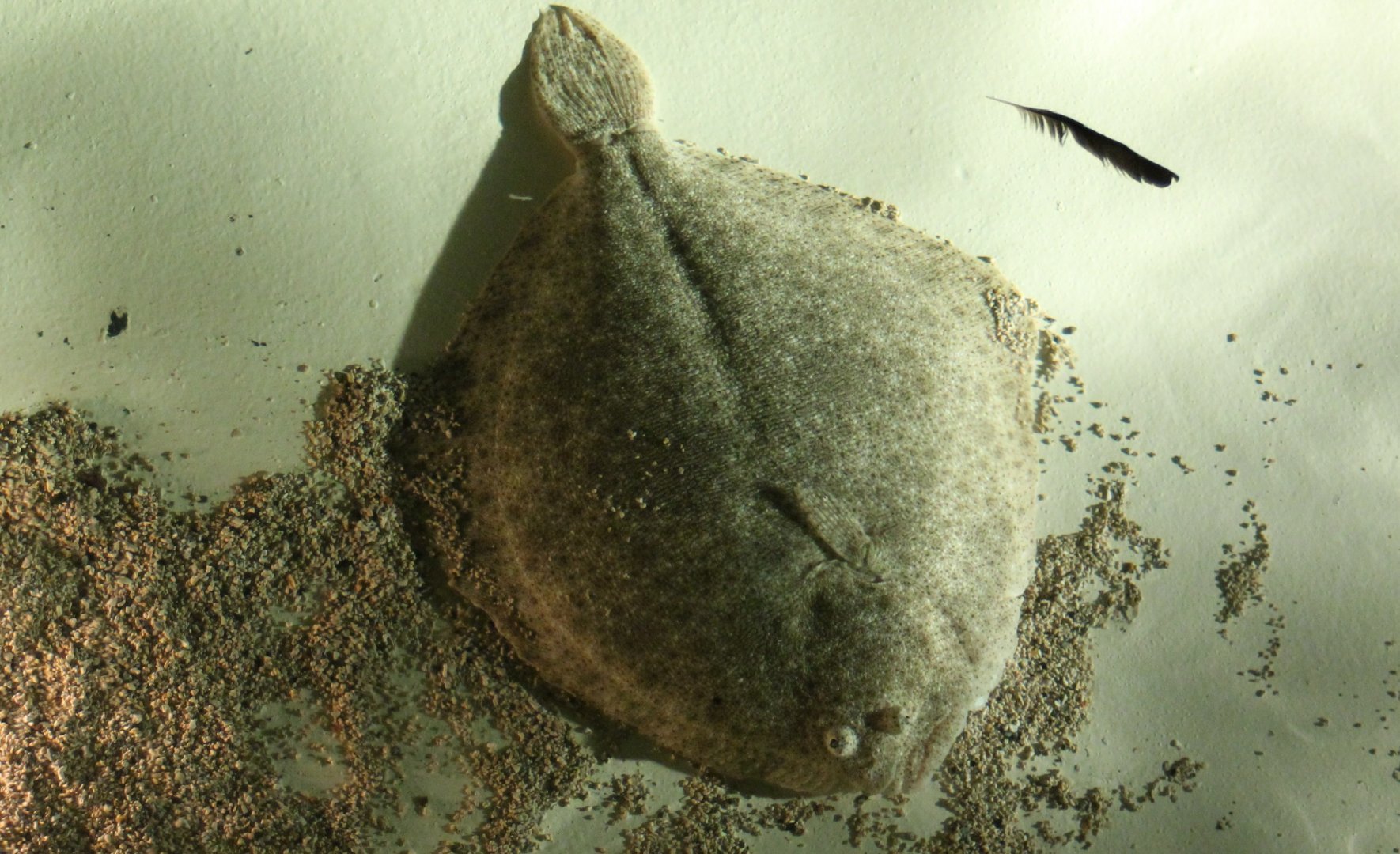 Flatfish ID