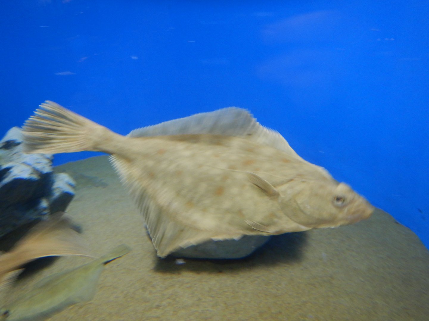 Flatfish ID