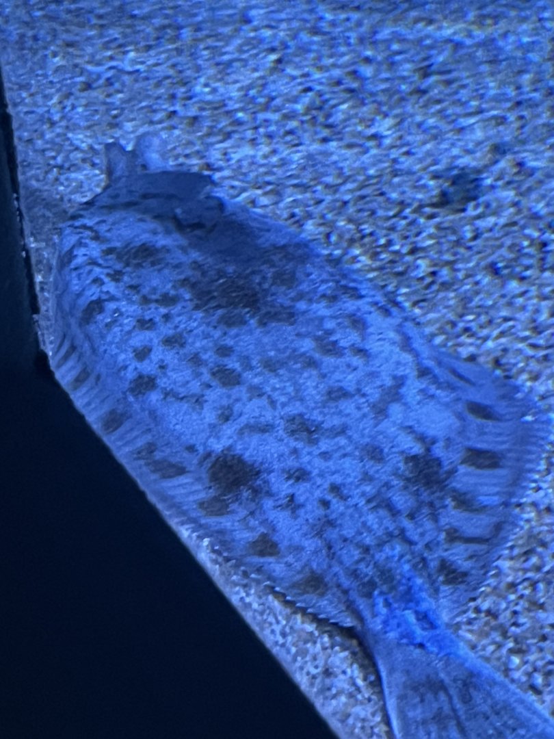 Flatfish ID?