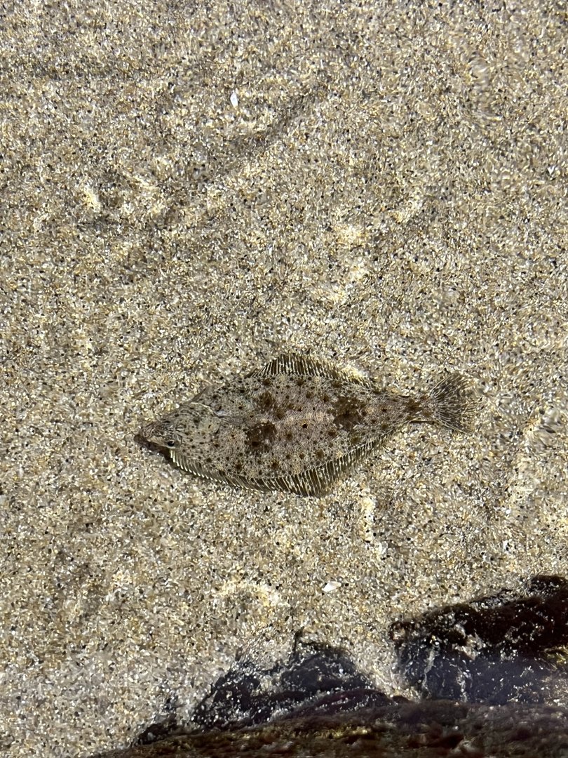 Flatfish ID