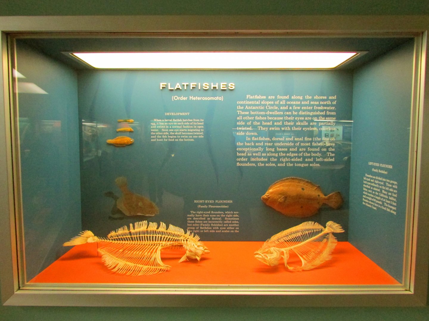 Flatfish Skeletons