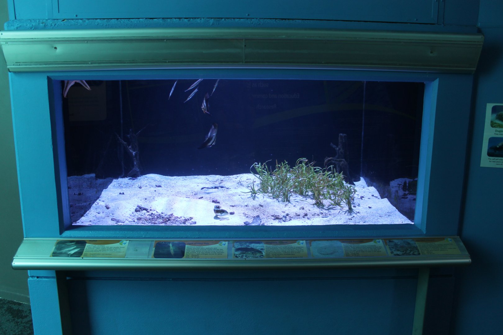 Flatfish tank