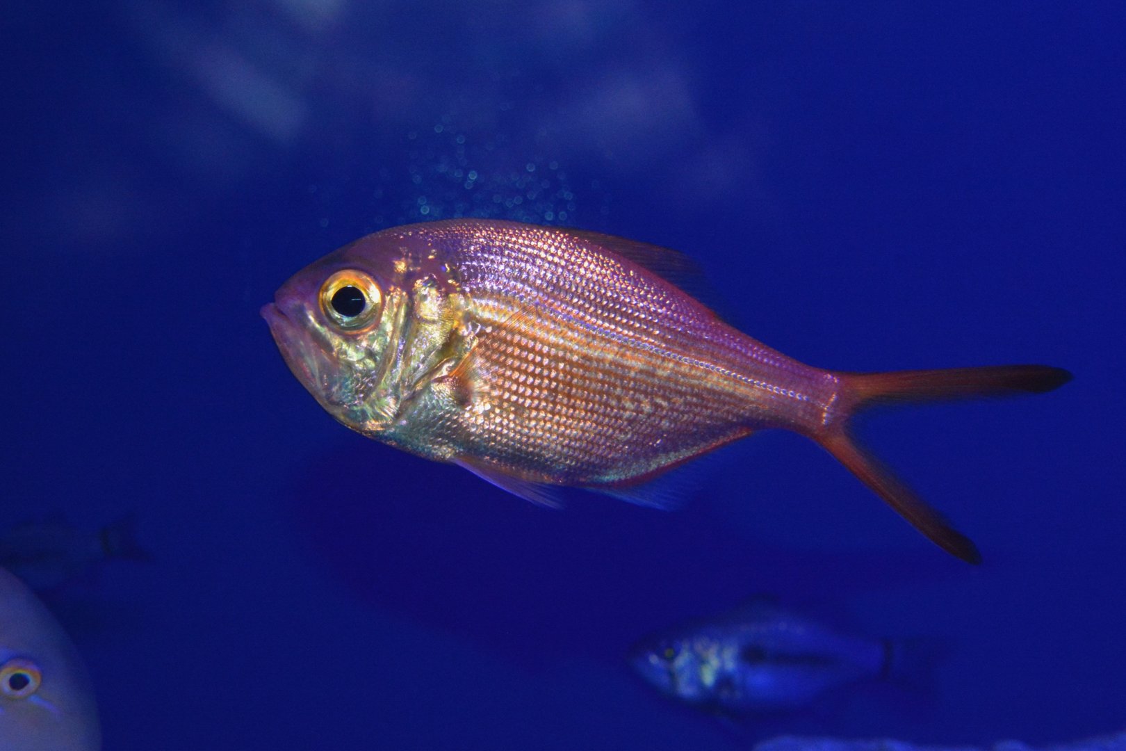 Flathead alfonsino (Centroberyx druzhinini)