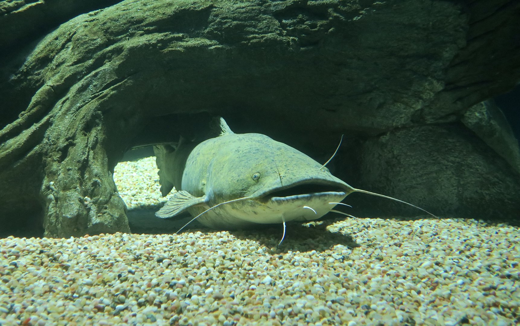Flathead Catfish (Pylodictis olivaris)