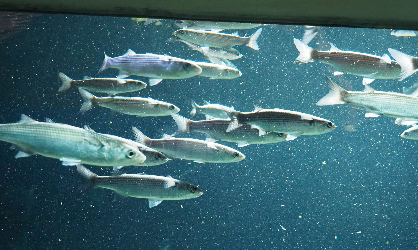 Flathead grey mullet (Mugil cephalus), 2022-09-04