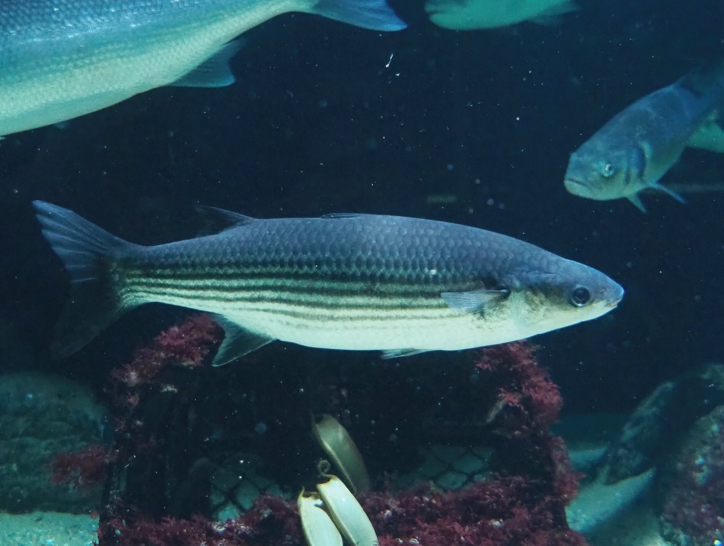 Flathead grey mullet (Mugil cephalus), 2023-04-08