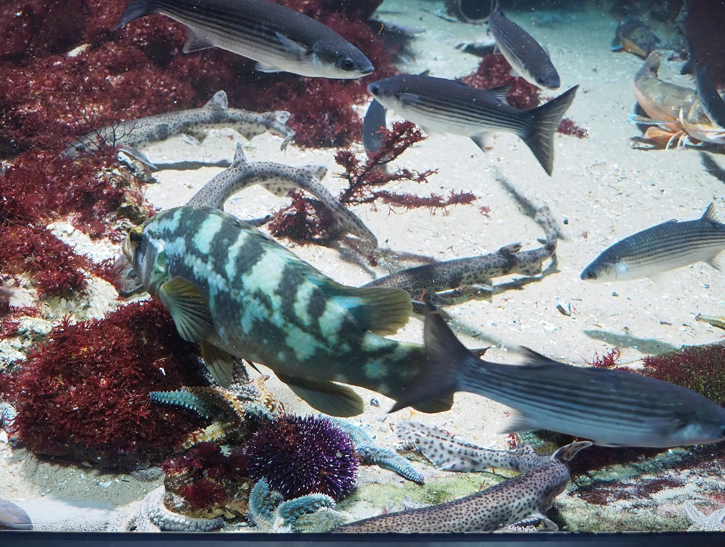 Flathead grey mullet (Mugil cephalus), Ballan wrasse (Labrus bergylta) and Small-spotted catshark (Scyliorhinus canicula), 2022-09-04