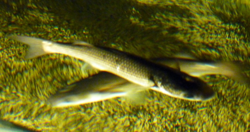 Flathead grey mullet (Mugil cephalus)??