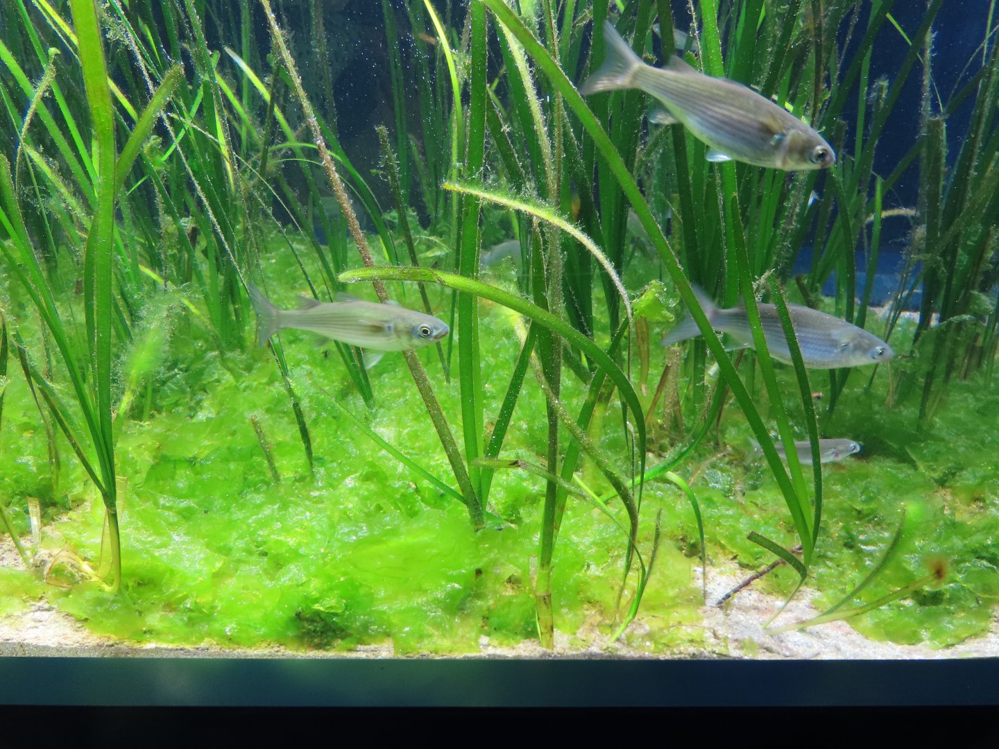 Flathead mullet (Mugil cephalus)
