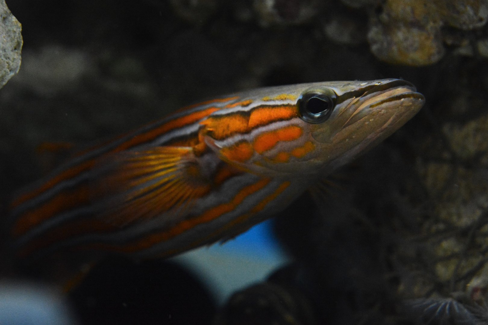 Flathead perch (Rainfordia opercularis)