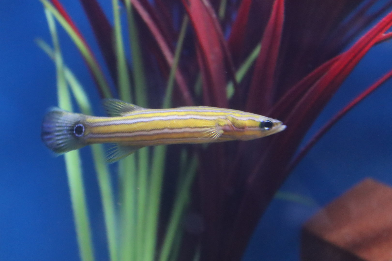 Flathead Perch (Rainfordia opercularis)