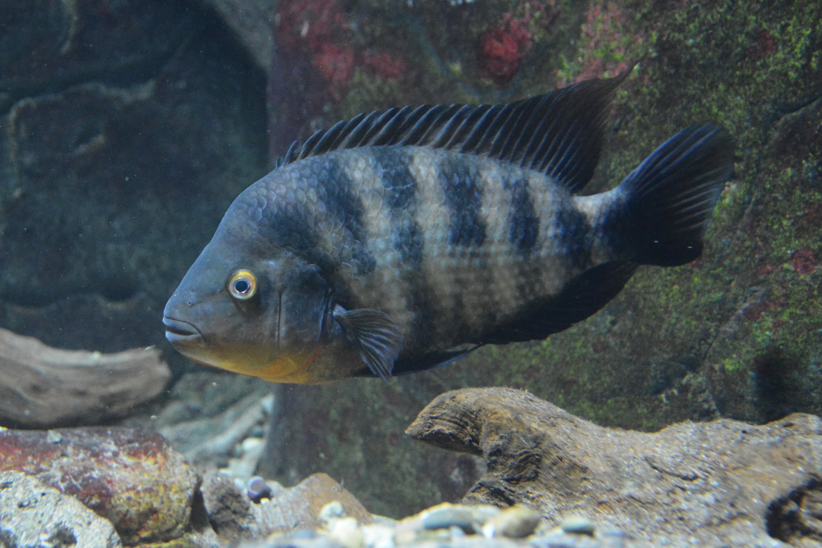 Flaveolus cichlid (Amphilophus flaveolus)