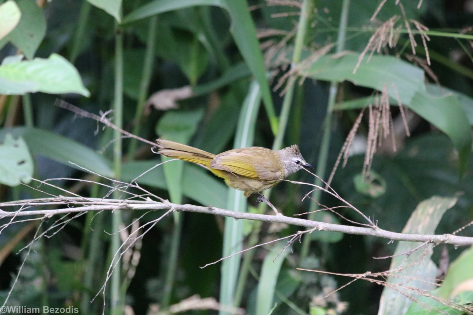 Flavescent Bulbul - Kaeng Krachan National Park