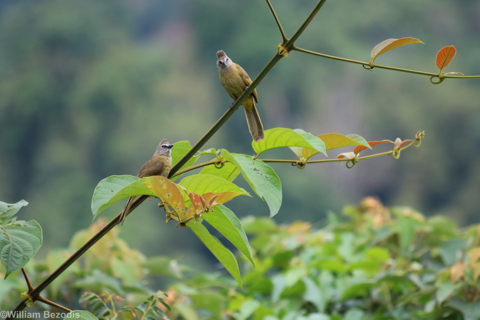 Flavescent Bulbul - Kaeng Krachan National Park