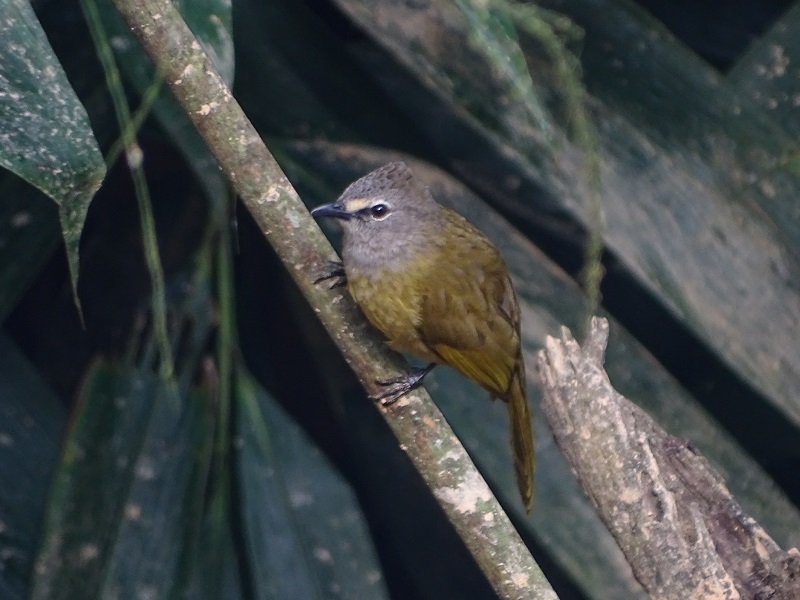 Flavescent bulbul (Pycnonotus flavescens vividus)