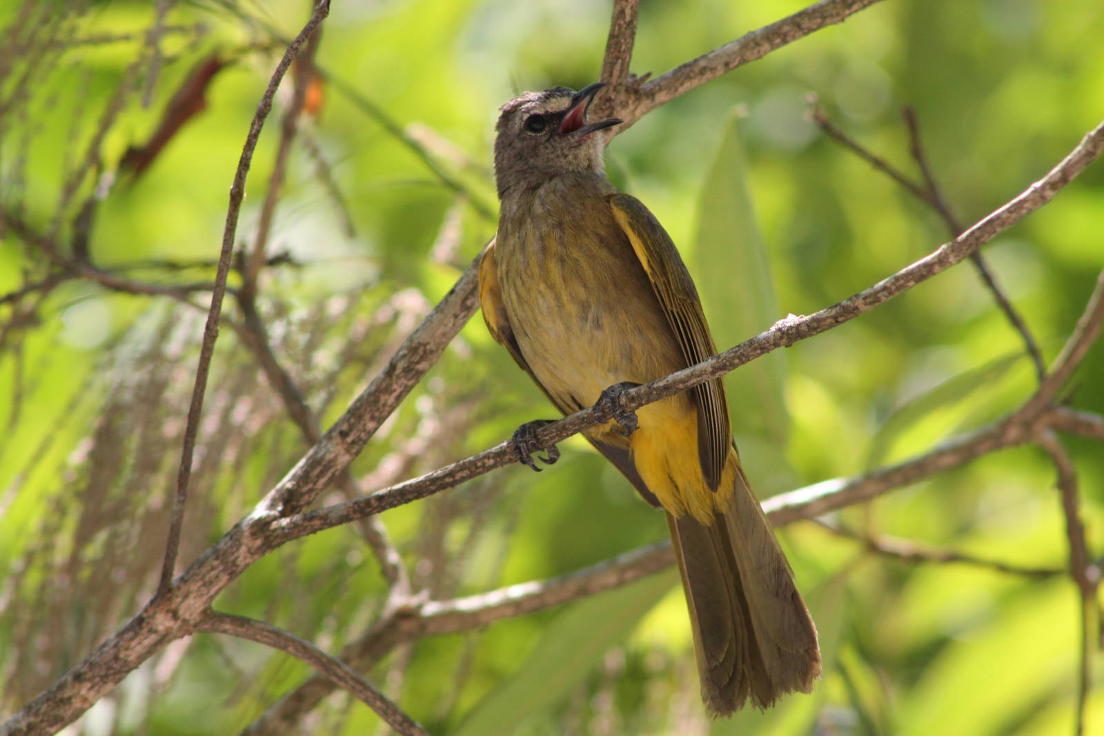 flavescent bulbul (Pycnonotus flavescens)