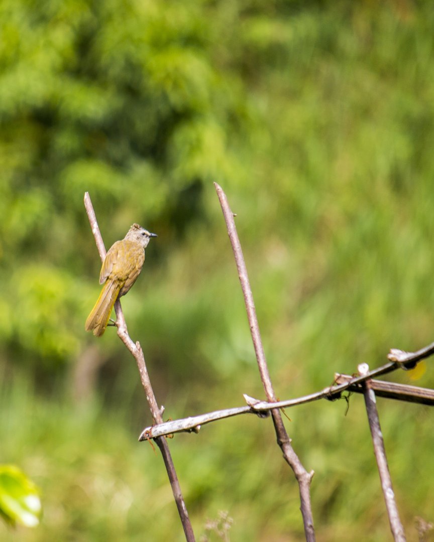 Flavescent bulbul, Pycnonotus flavescens