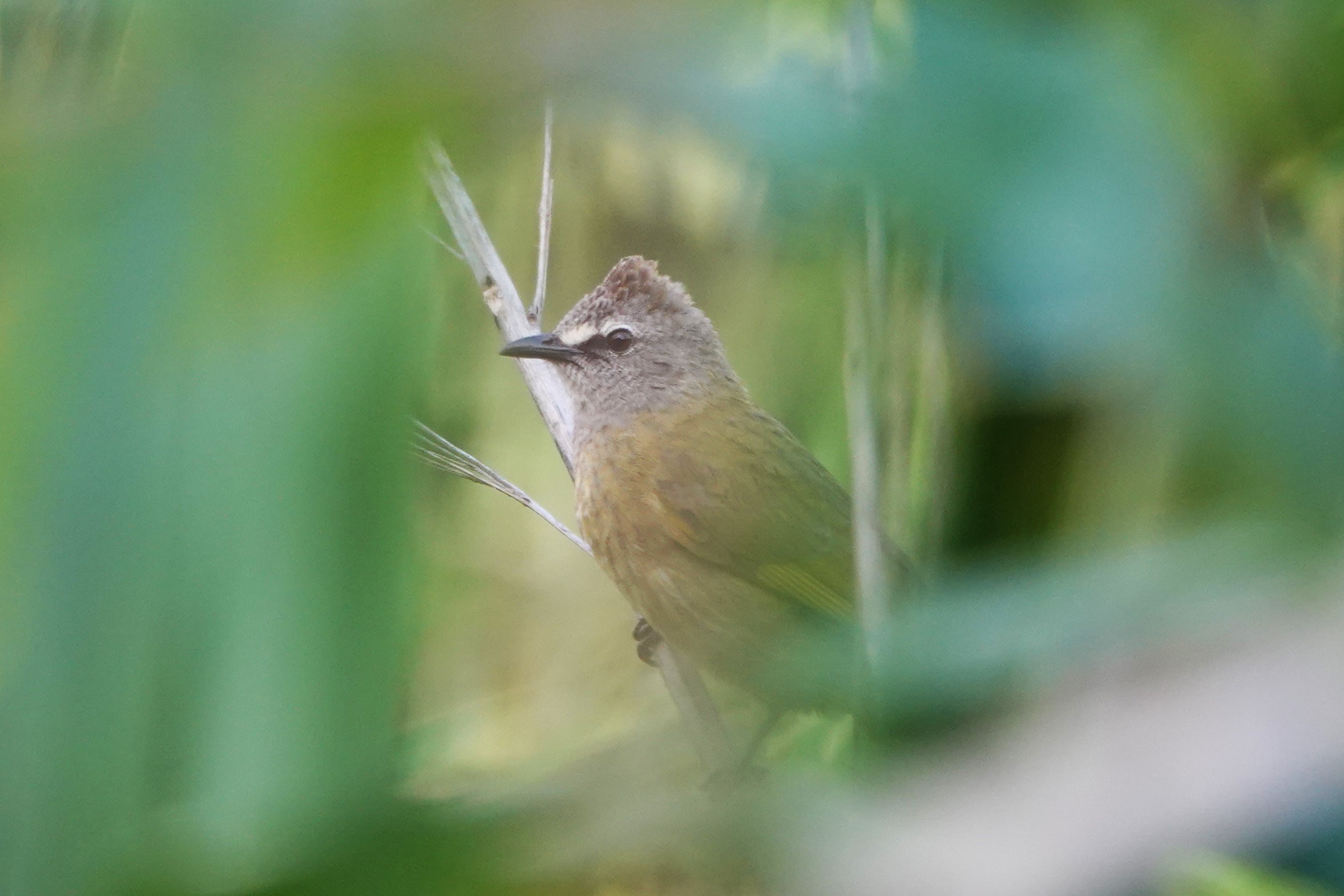 Flavescent Bulbul
