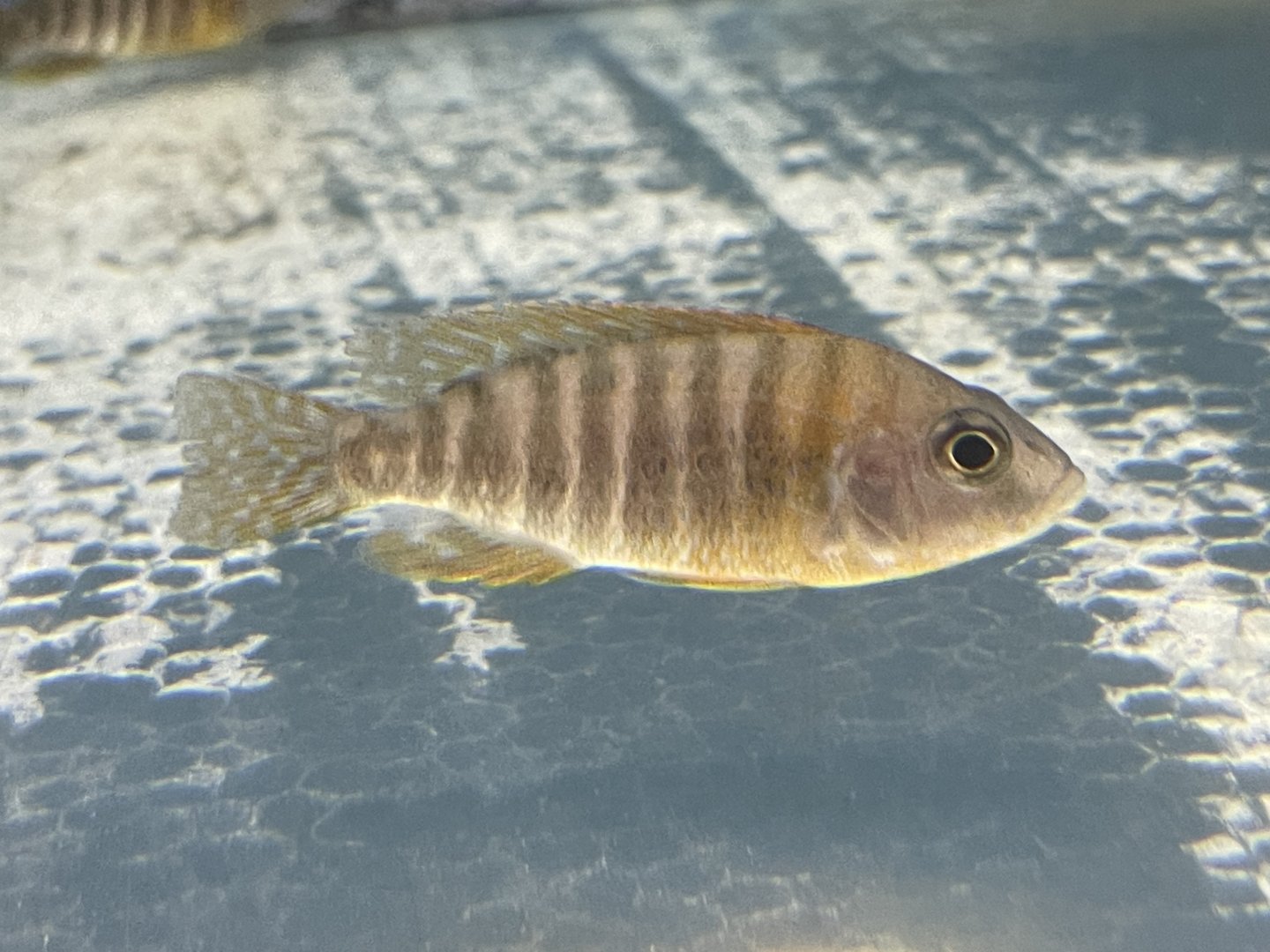 flavescent peacock “red rubin” (aulonocara stuartgranti)