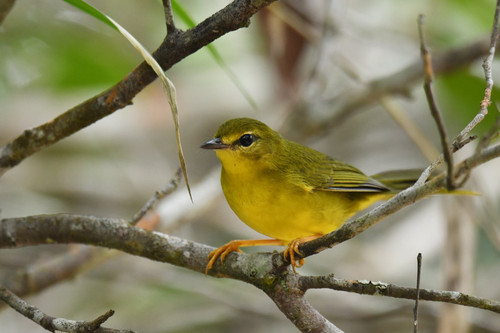 Flavescent Warbler Myiothlypis flaveola