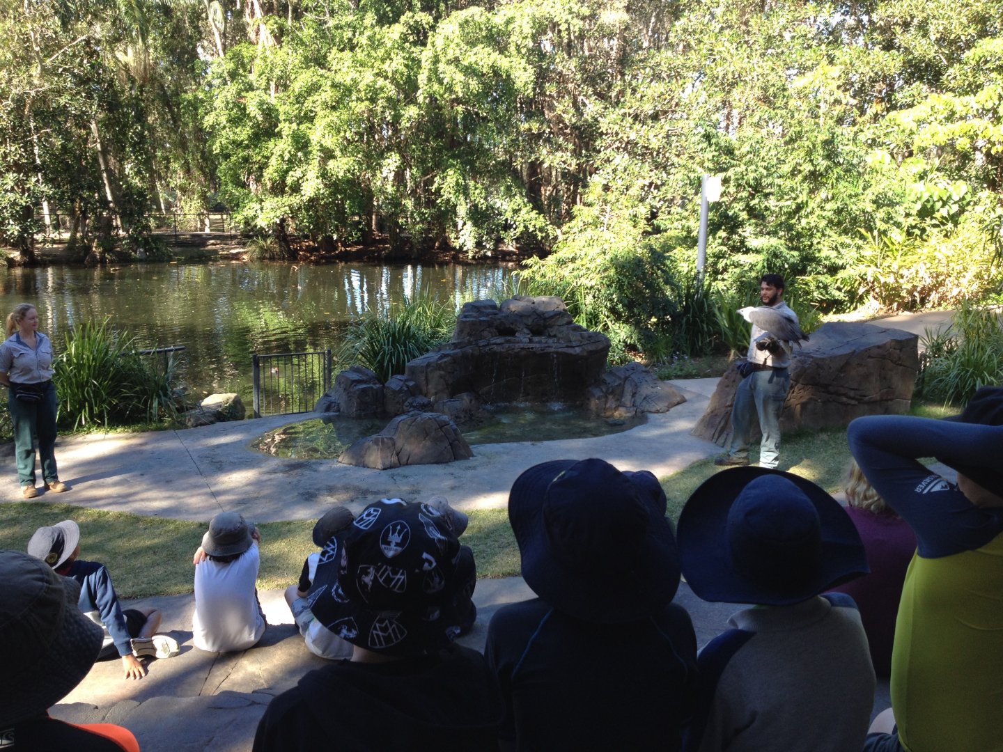 Fleay's in Flight show with White-bellied Sea Eagle (Haliaeetus leucogaster)