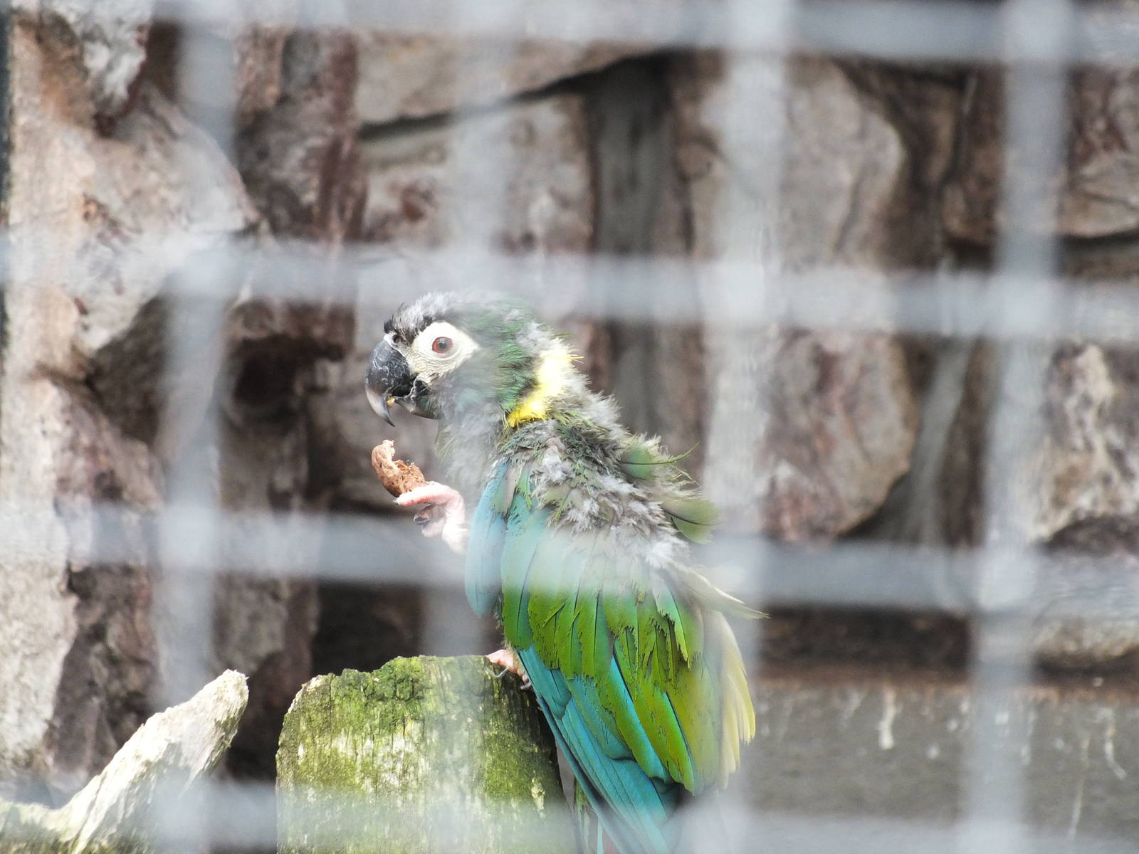 Fledgeling Yellow-collared Macaw