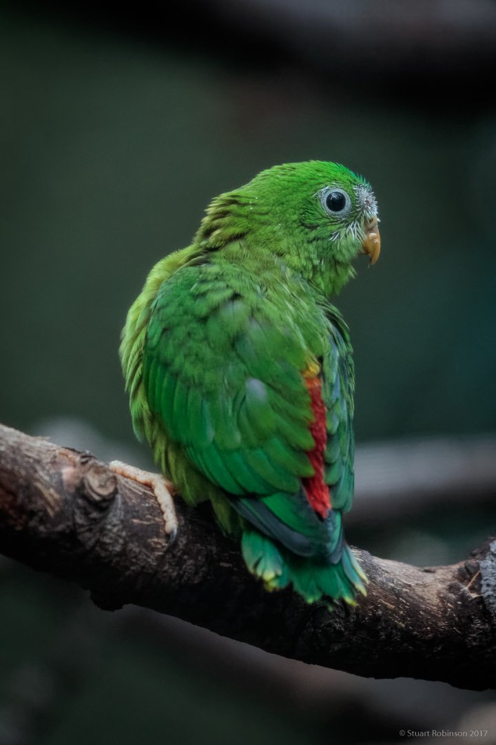 Fledgling Blue-crowned Hanging Parrot - 30/11/2017