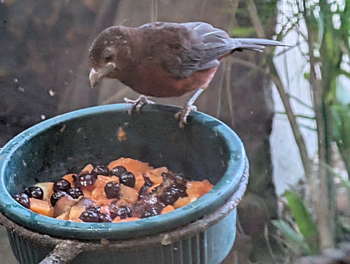 Fledgling Female Silver-Beaked Tanager