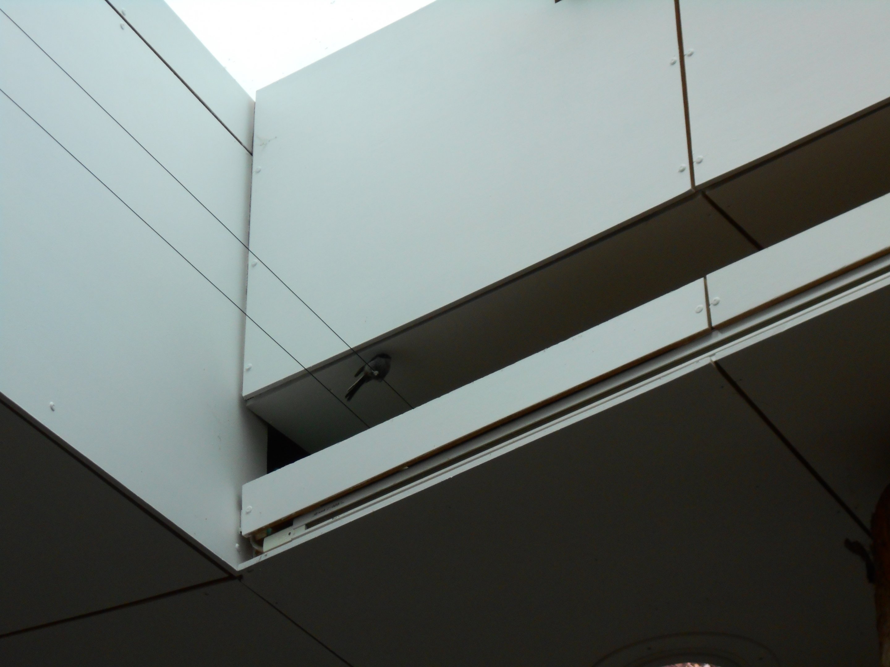 Fledgling Long-Tailed Tit? Eden Project shop 24 May 2019