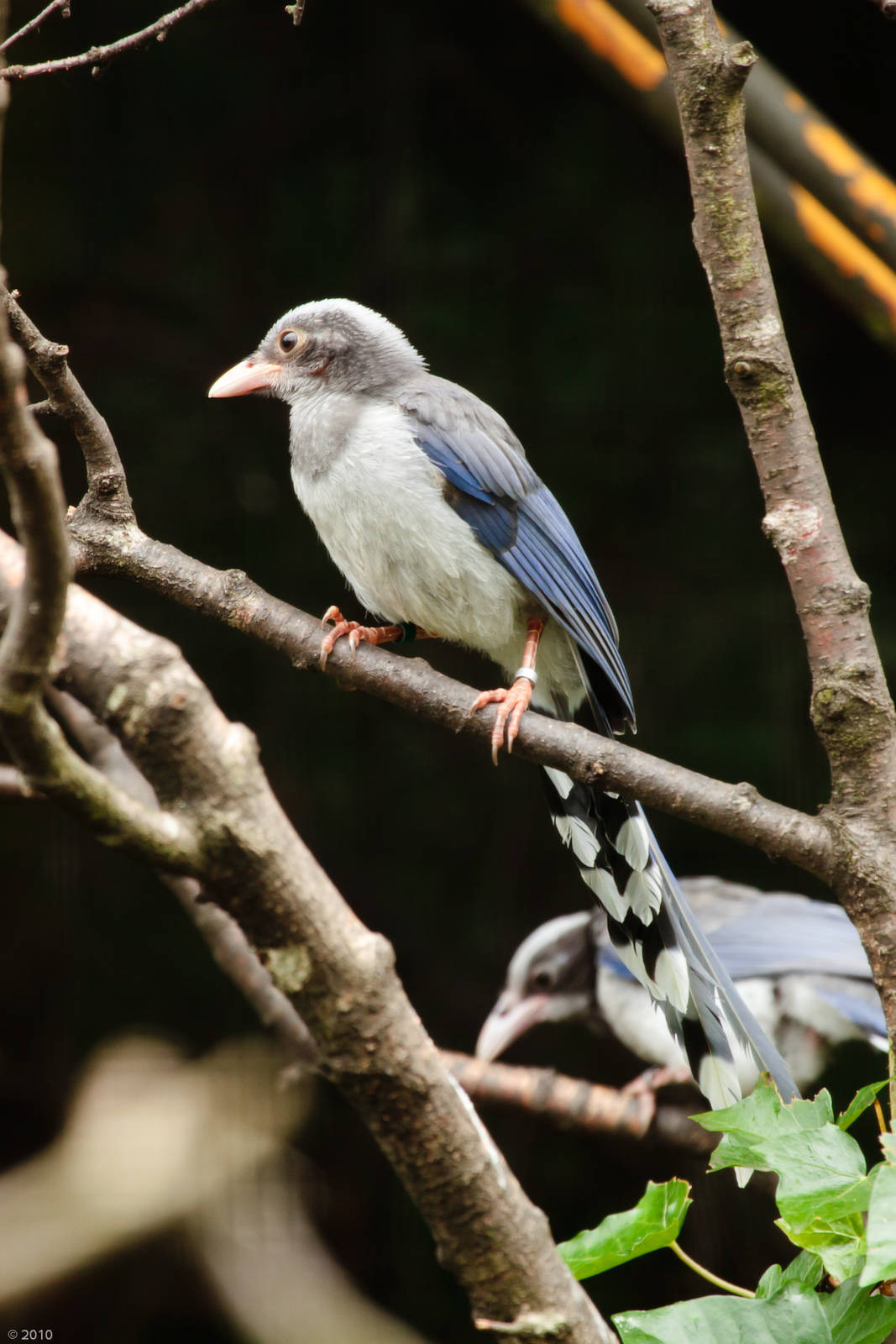 Fledgling Red-billed Blue Magpie - 28/06/2010