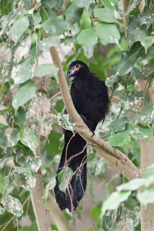 Fledgling Violet Plantain Eater - 13/08/2011