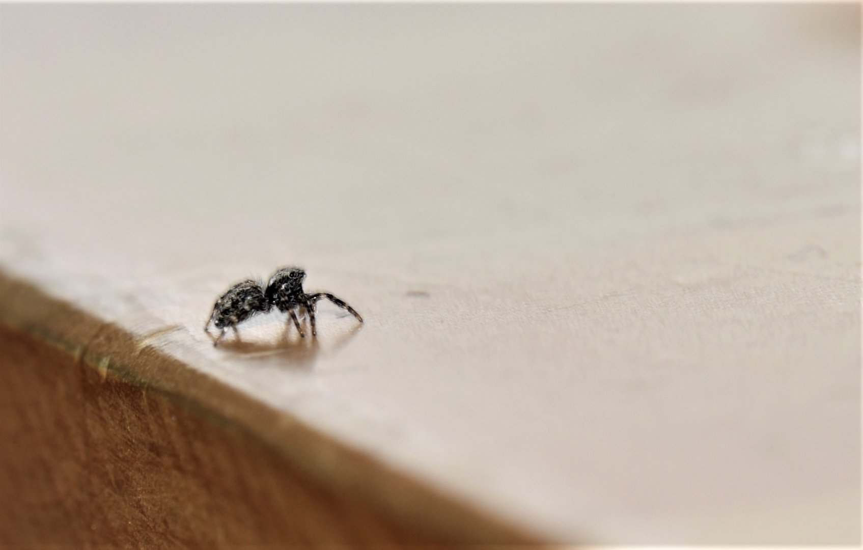 Fleecy jumper, Pseudeuophrys lanigera