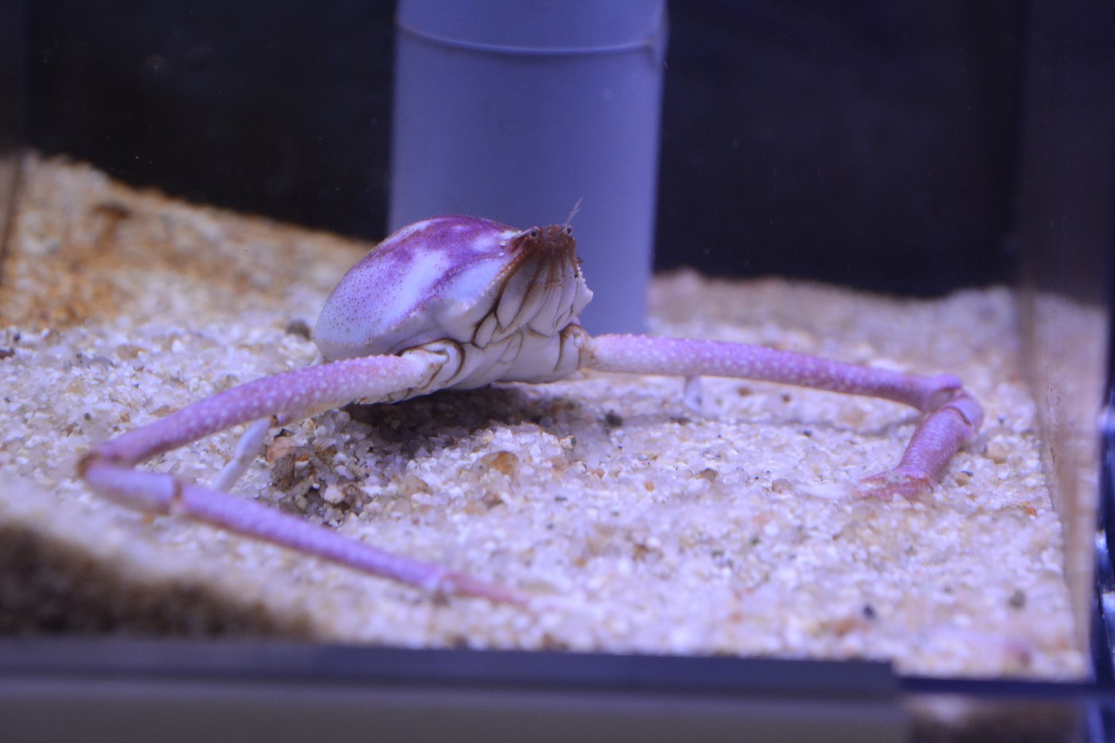 Fleeting purse crab (Myra fugax)