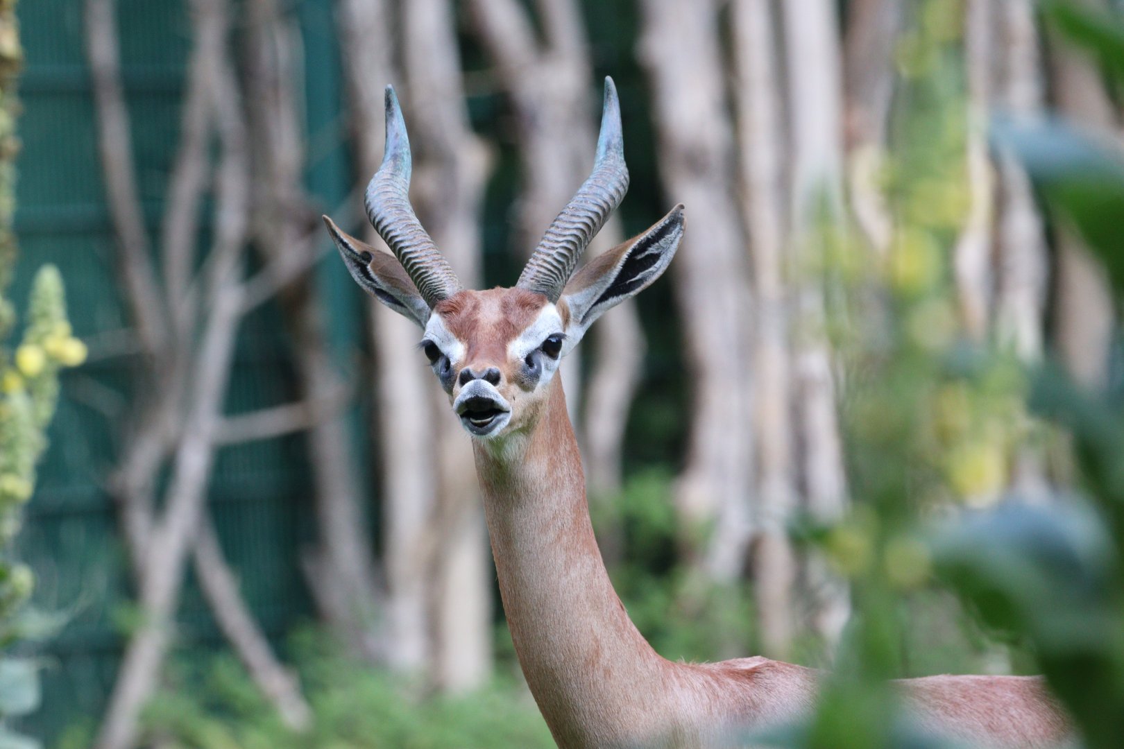 Flehmen Gerenuk