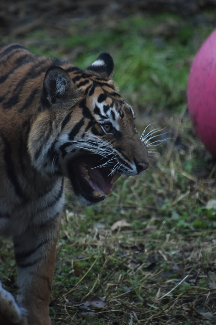 Flehmen Response in Gaysha