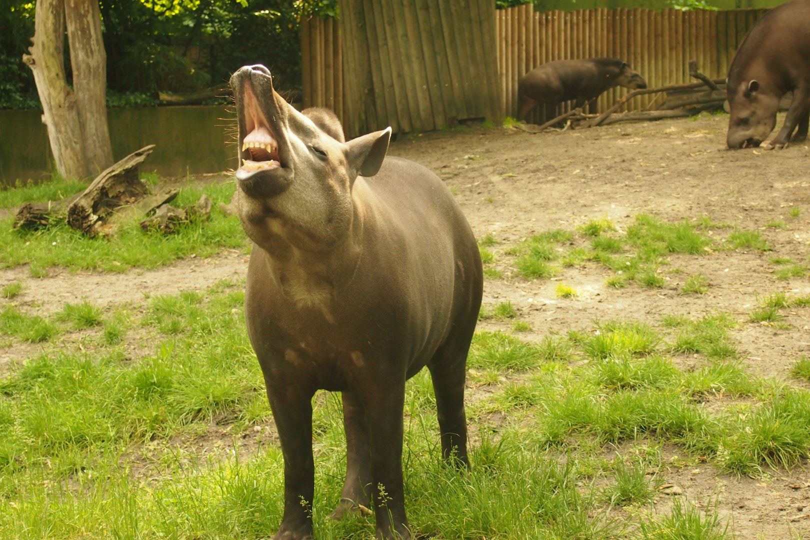 Flehmen Response in tapir - 2013