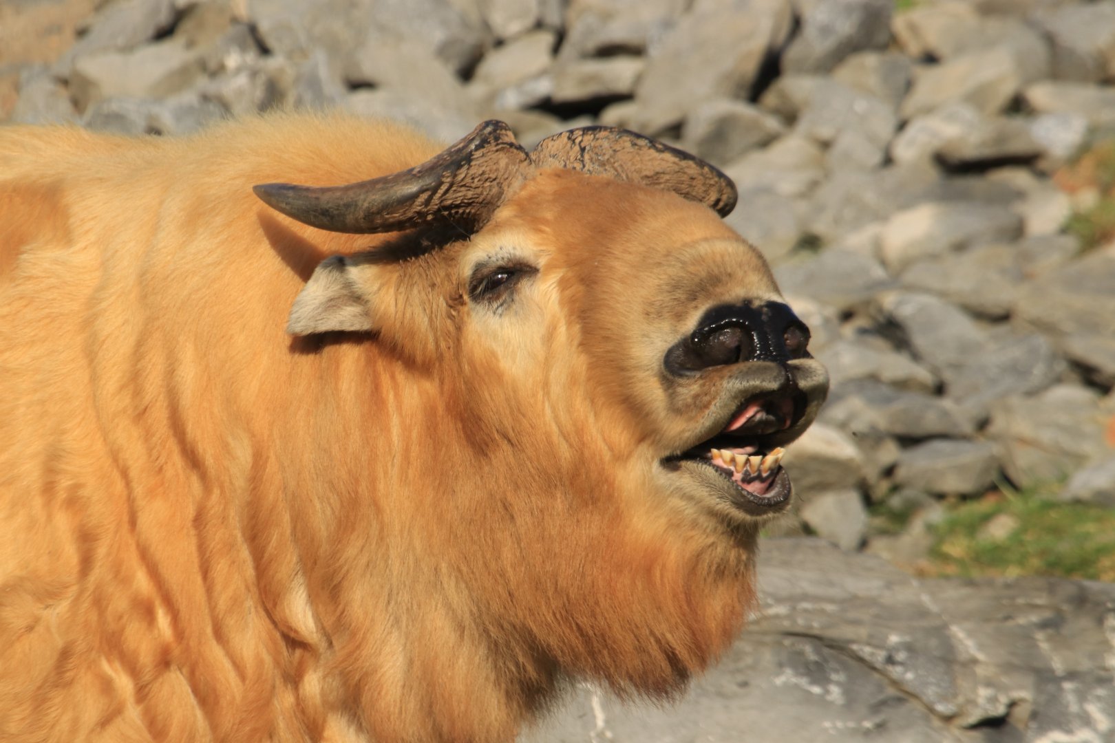 Flehming Golden Takin (July 2019)