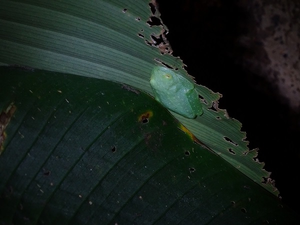 Fleischmann's Glass Frog
