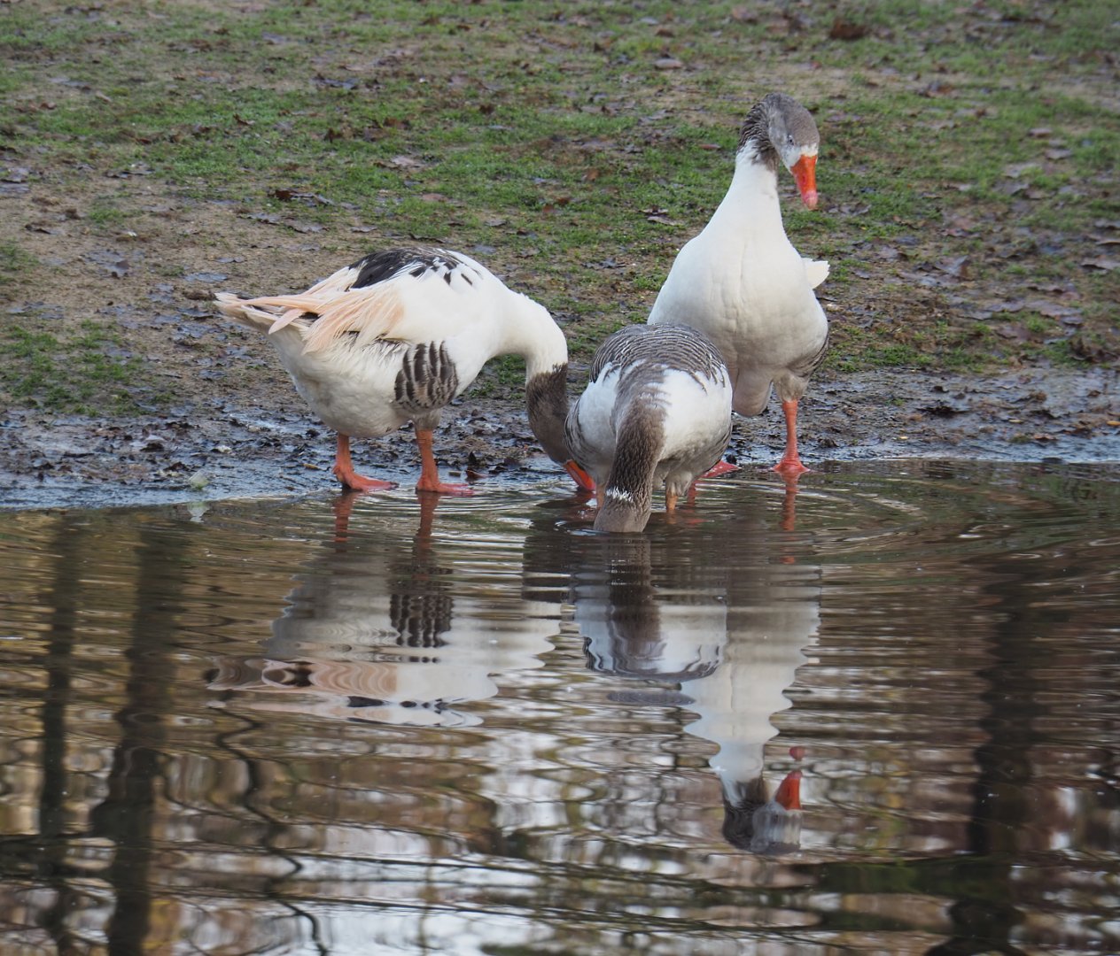Flemish geese (Anser anser domesticus), 2019-12-28