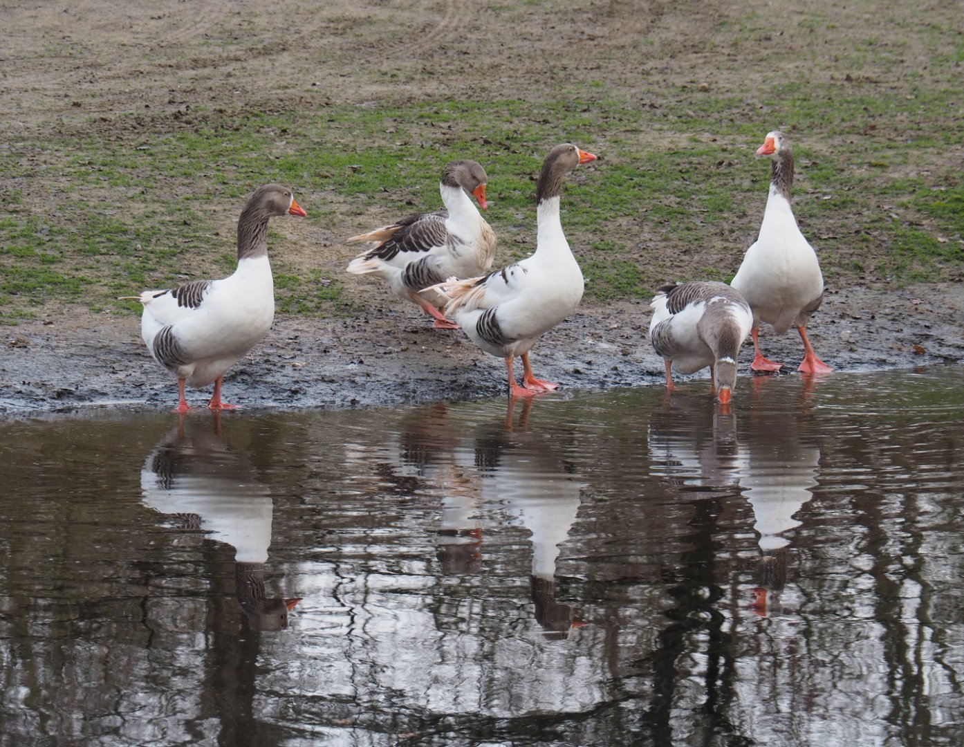 Flemish geese (Anser anser domesticus), 2020-01-11