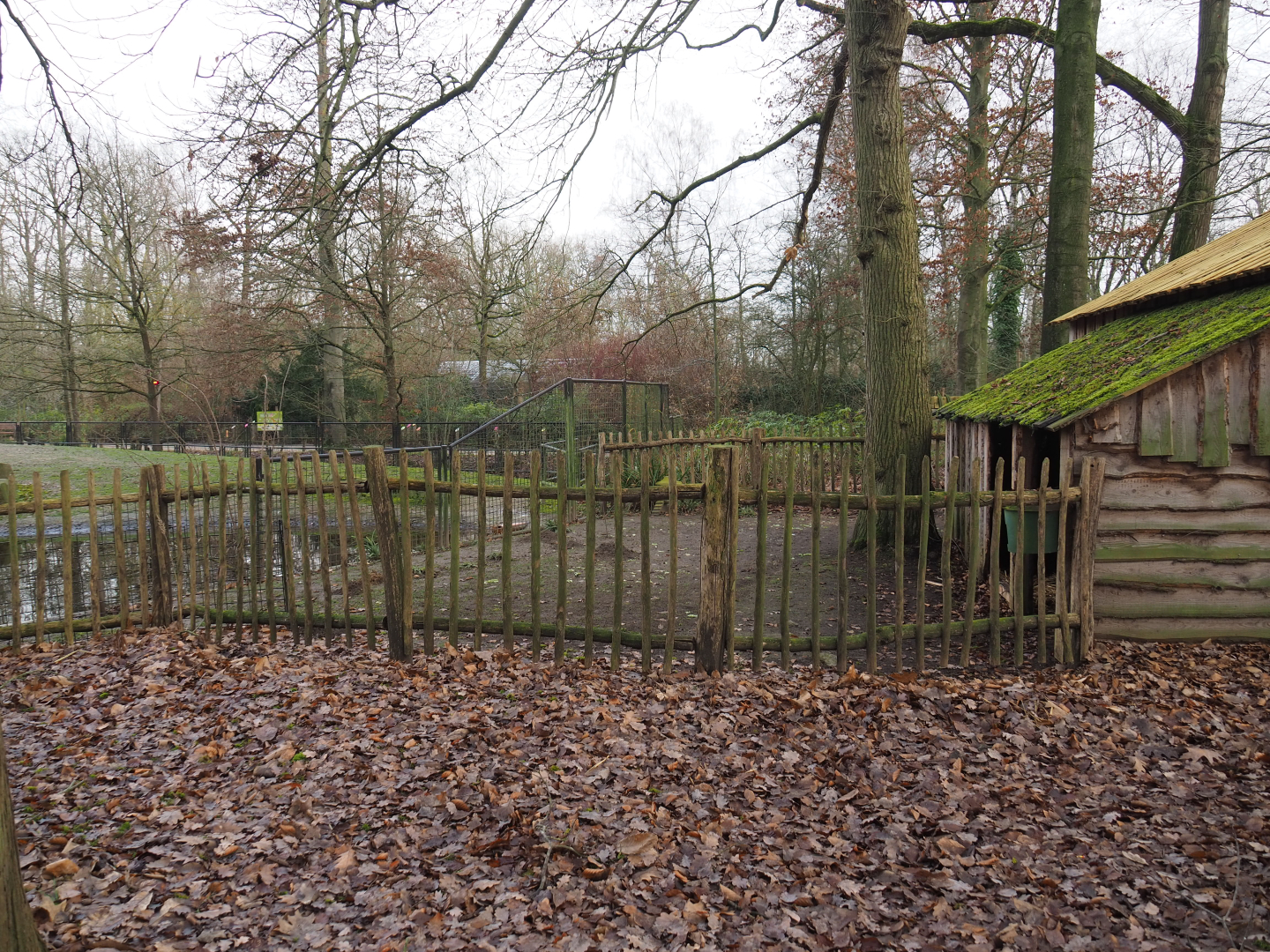 Flemish geese area near the bison/wapiti paddock, 2020-01-11