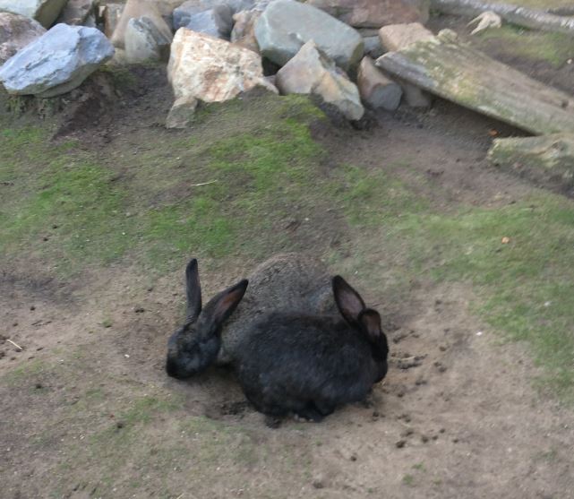 Flemish Giant (Oryctolagus cuniculus) 17-11-2018